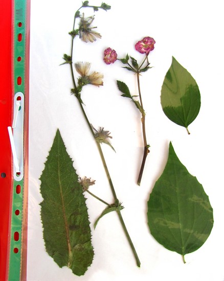 Apprendre à faire un herbier et un album pour lui de ses propres mains