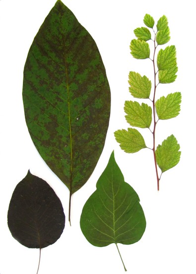 Apprendre à faire un herbier et un album pour lui de ses propres mains