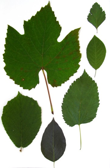 Apprendre à faire un herbier et un album pour lui de ses propres mains