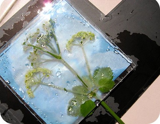 Apprendre à faire un herbier et un album pour lui de ses propres mains