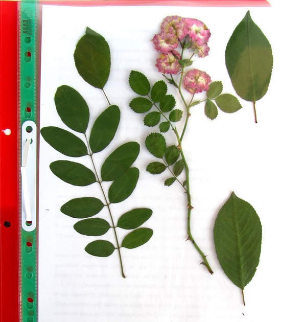 Apprendre à faire un herbier et un album pour lui de ses propres mains