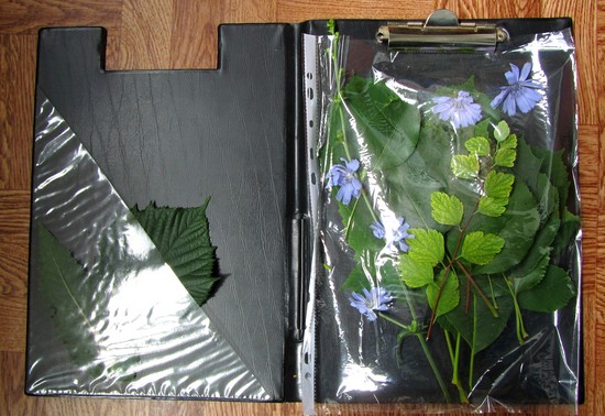 Apprendre à faire un herbier et un album pour lui de ses propres mains
