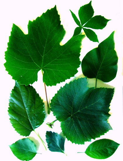 Apprendre à faire un herbier et un album pour lui de ses propres mains