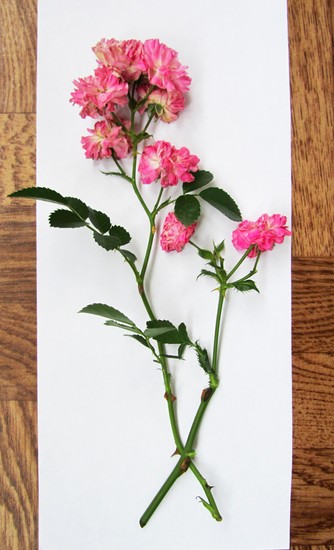 Apprendre à faire un herbier et un album pour lui de ses propres mains
