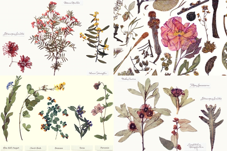 Comment faire et organiser un herbier de feuilles