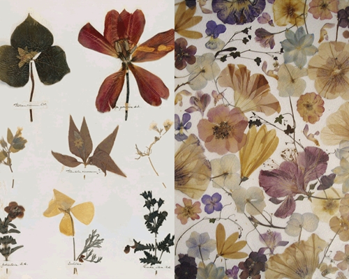 Comment faire et organiser un herbier de feuilles