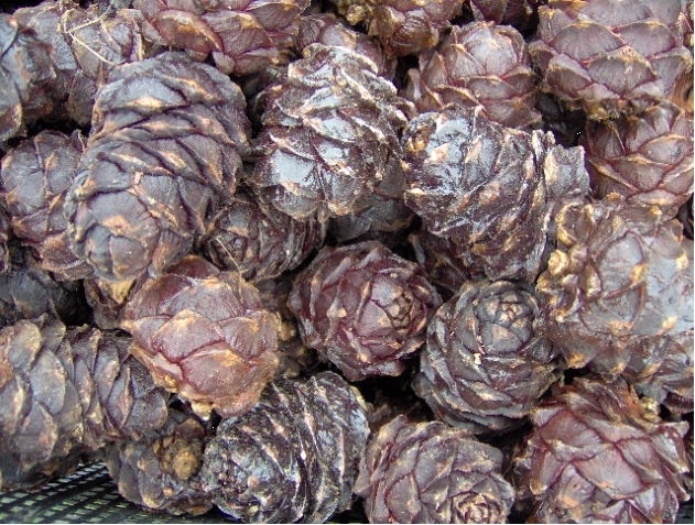 cônes de la forêt