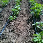 Comment faire un système d'irrigation goutte à goutte avec vos propres mains - vidéo Comment faire un système d'irrigation goutte à goutte avec vos propres mains - vidéo
