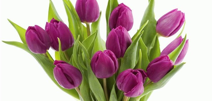 Tulipes à la maison Tulipes à la maison