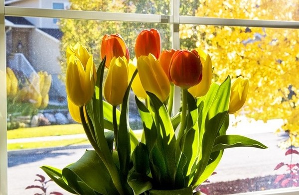 Tulipes à la maison Tulipes à la maison