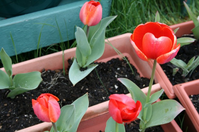 Tulipes à la maison Tulipes à la maison
