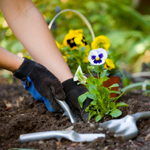 Comment créer un jardin de fleurs