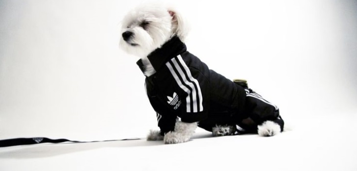 Polaire chaude pour un chien