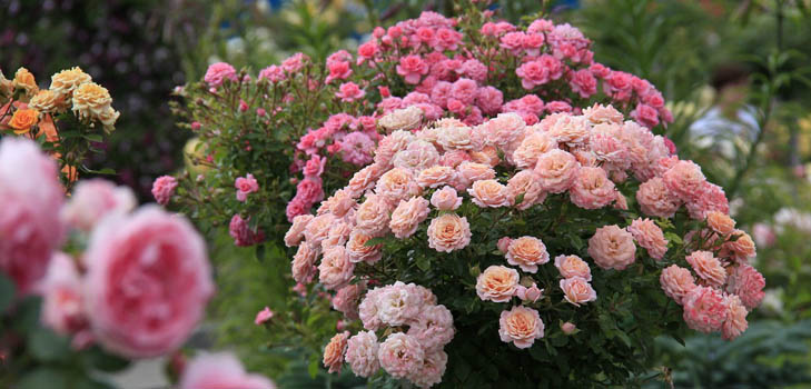Comment fertiliser les roses: conseils pratiques