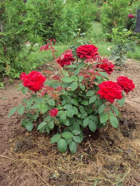 Comment fertiliser les roses: conseils pratiques