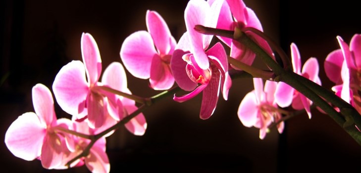 Orchidée: soin après la floraison Orchidée: soin après la floraison