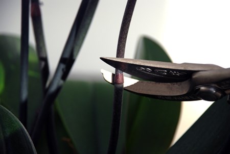 Dans quelques mois, votre orchidée refleurira Dans quelques mois, votre orchidée refleurira