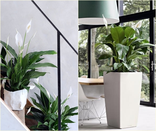 Maladies et traitement du spathiphyllum