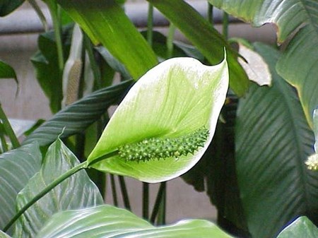 Prendre soin du spathiphyllum à la maison Prendre soin du spathiphyllum à la maison