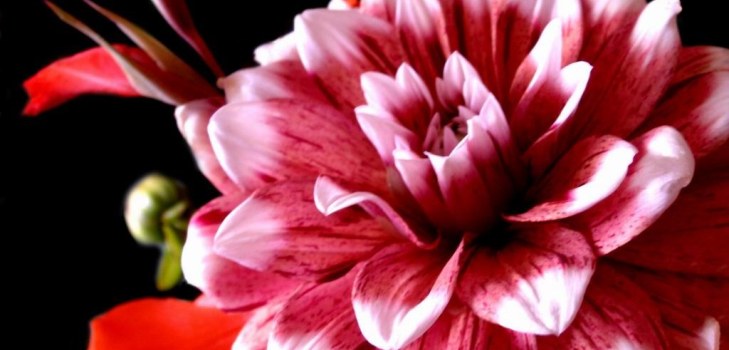 bourgeons dahlias