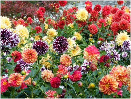 beaucoup de couleurs