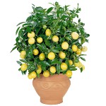 Comment faire pousser un citron à la maison? Comment faire pousser un citron à la maison?