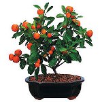 Comment faire pousser une mandarine à partir d'un os Comment faire pousser une mandarine à partir d'un os