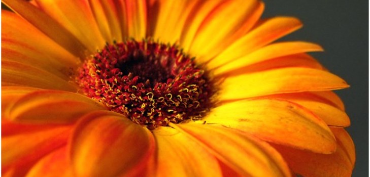 belle gerbera