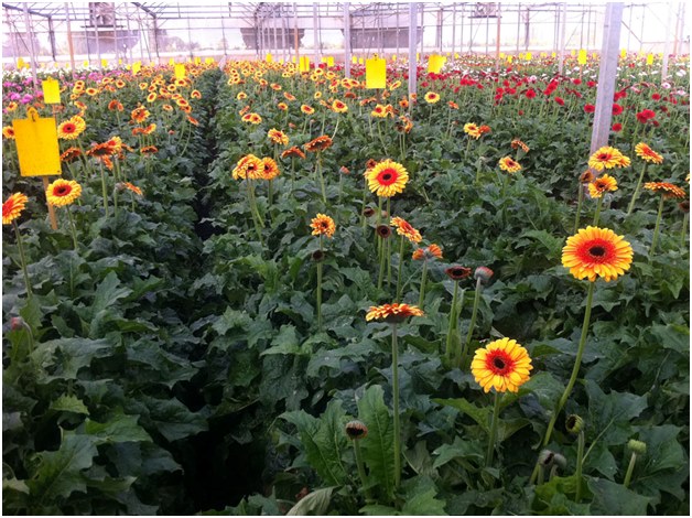 plantation de gerberas