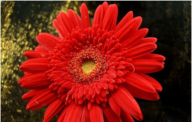 Comment faire pousser un gerbera sain dans votre jardin