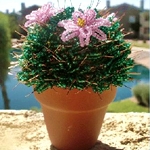 Cactus de perles propres mains