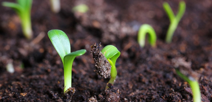 Quel genre de semis une fois planté?