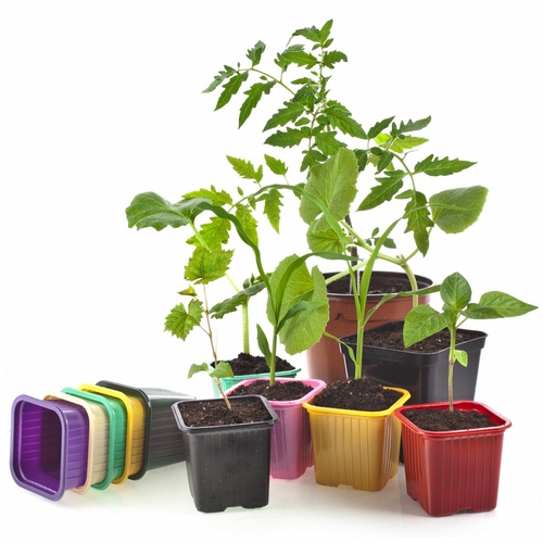 Quel genre de semis une fois planté?
