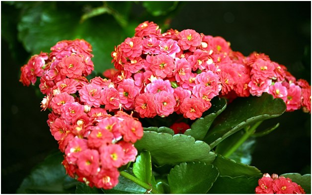 Fleur de Kalanchoe