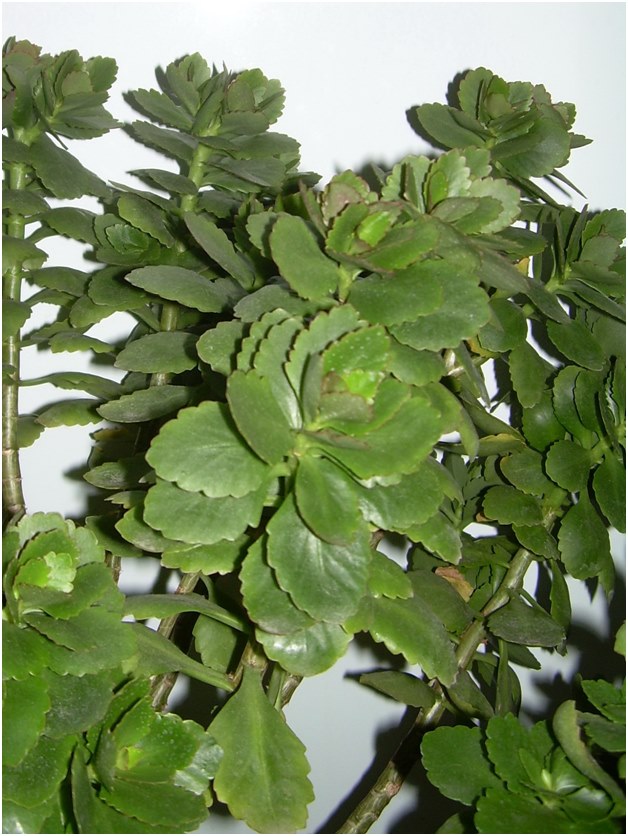 boutures de Kalanchoe