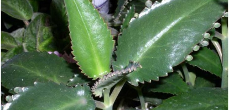 Usine de Kalanchoe