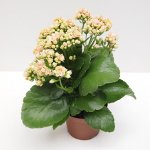 Kalanchoe Kalandiva Kalanchoe Kalandiva