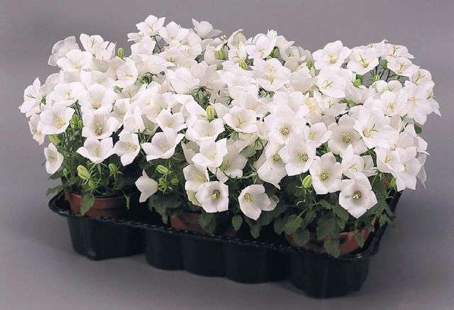 Prendre soin de la Campanula
