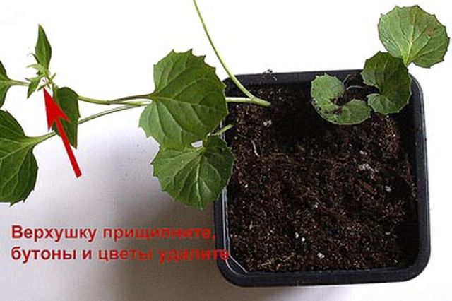 Prendre soin de la Campanula