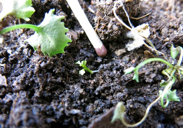 Prendre soin de la Campanula