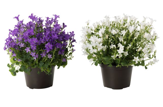 Prendre soin de la Campanula