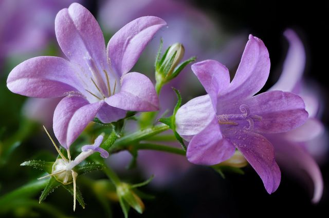 Campanula à la maison - plantation et soins (vidéo, photo): conseils à un floriculteur débutant