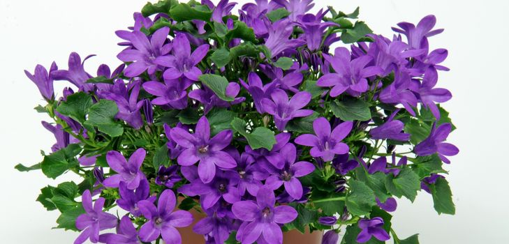 Prendre soin de la Campanula