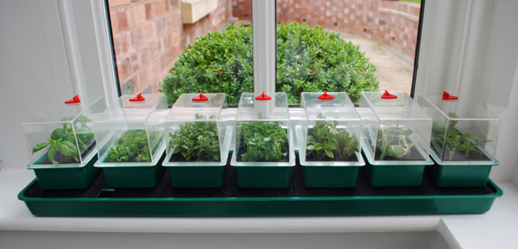 Plants de pommes de terre