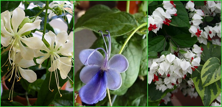 Clerodendrum - soins