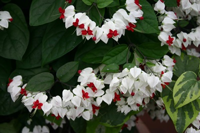 Clerodendrum - soins