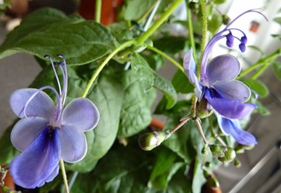 Clerodendrum - soins