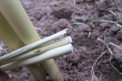 Lit de la fleur de la vigne avec vos propres mains