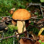 Quand collecter des champignons