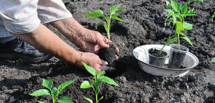 Quand planter des semis en pleine terre?